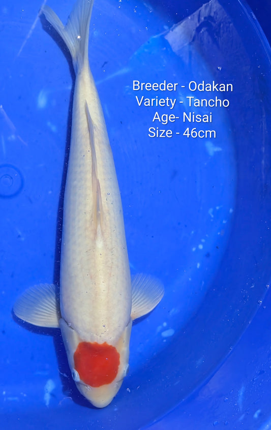 Odakan Nisai Tancho 46cm
