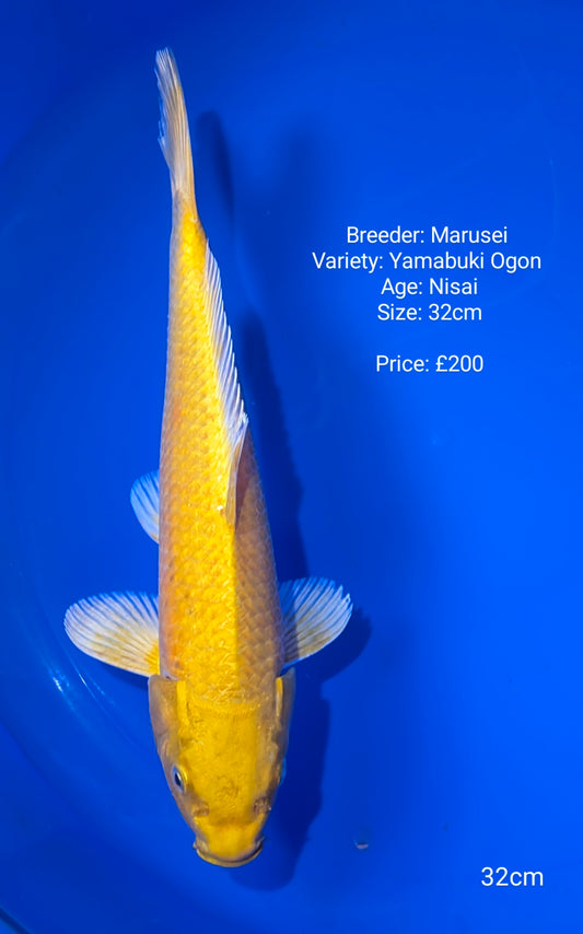 Marusei Yamabuki Ogon 32cm