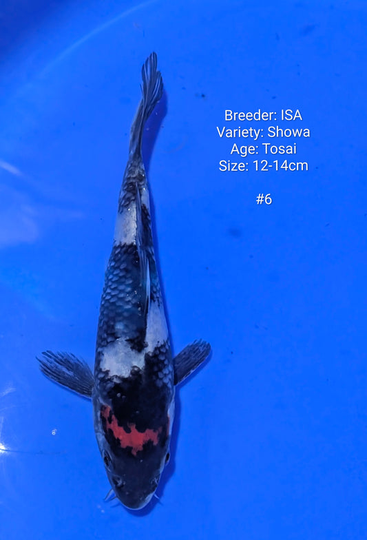 ISA SHOWA #6 Grow out