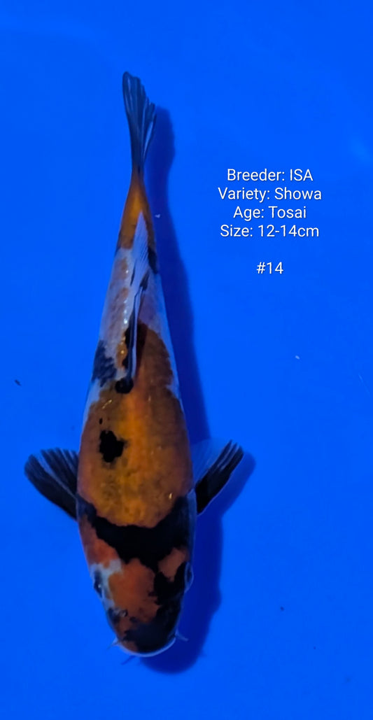 ISA SHOWA #14 Grow out