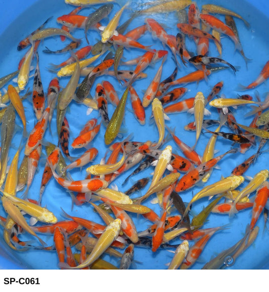 Marudo Tosai 10 x koi  mixed varieties 9-11cm