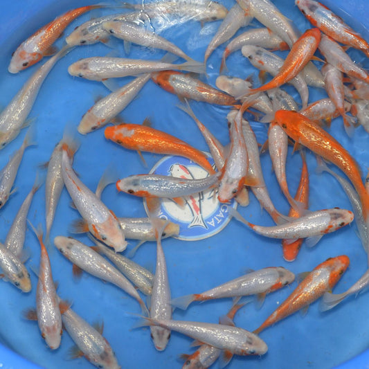 Pre order - Tanaka Gin Rin Yuki Asagi Tosai 15-17cm