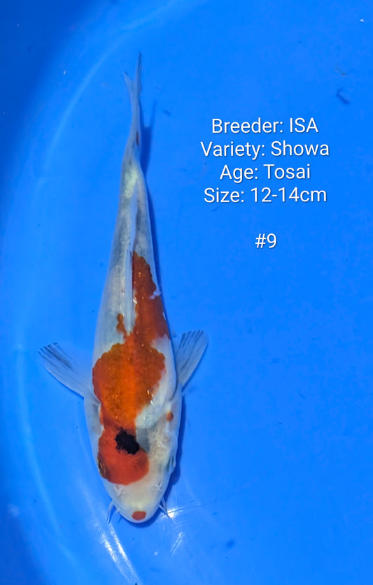 ISA SHOWA #9 Grow out