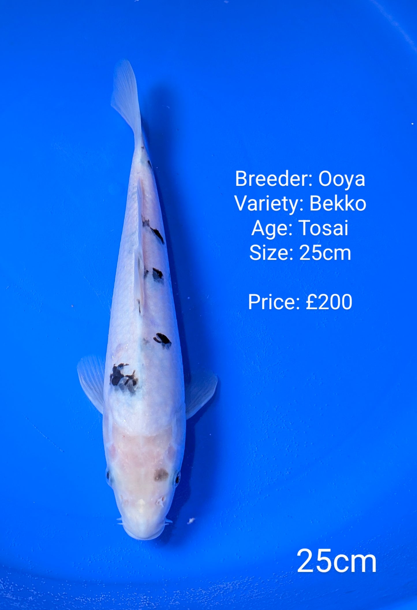 Ooya Bekko 25cm