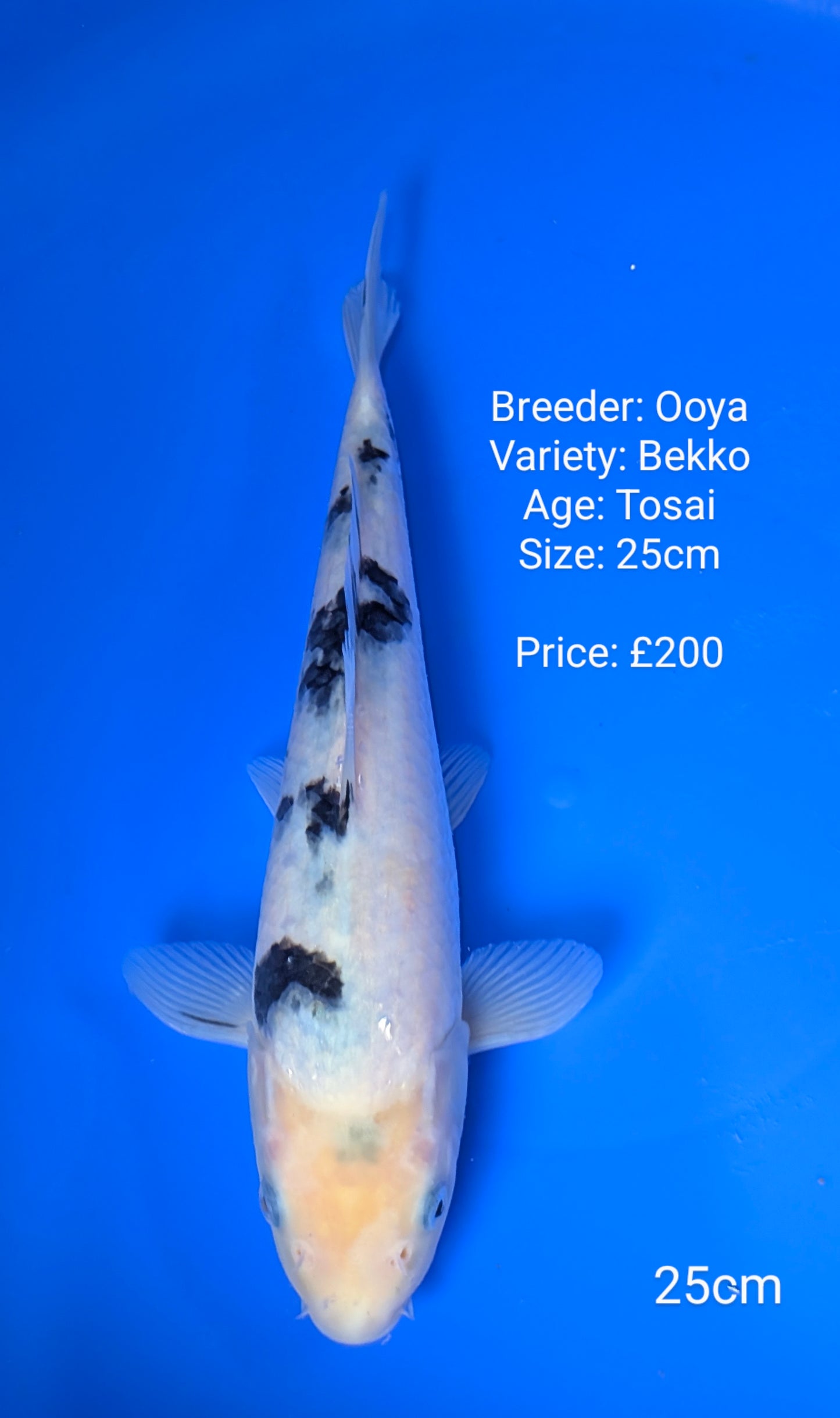 Ooya Bekko 25cm