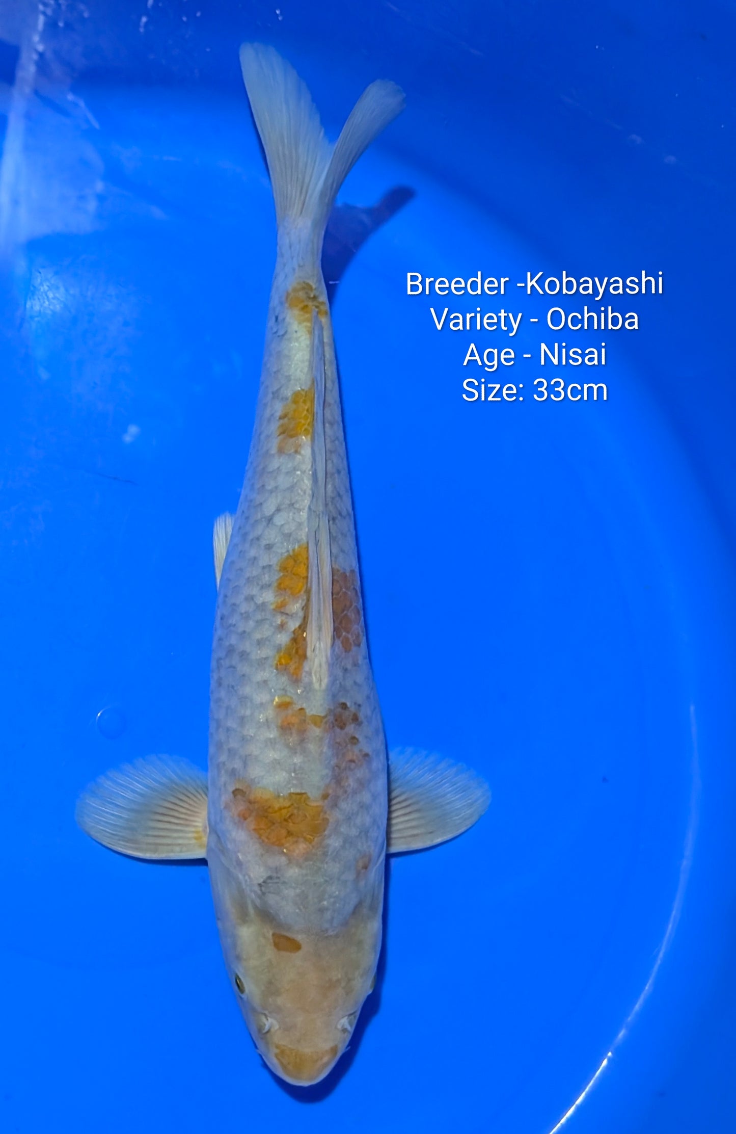 Kobayashi Ochiba Nisai 33cm Kobaya08