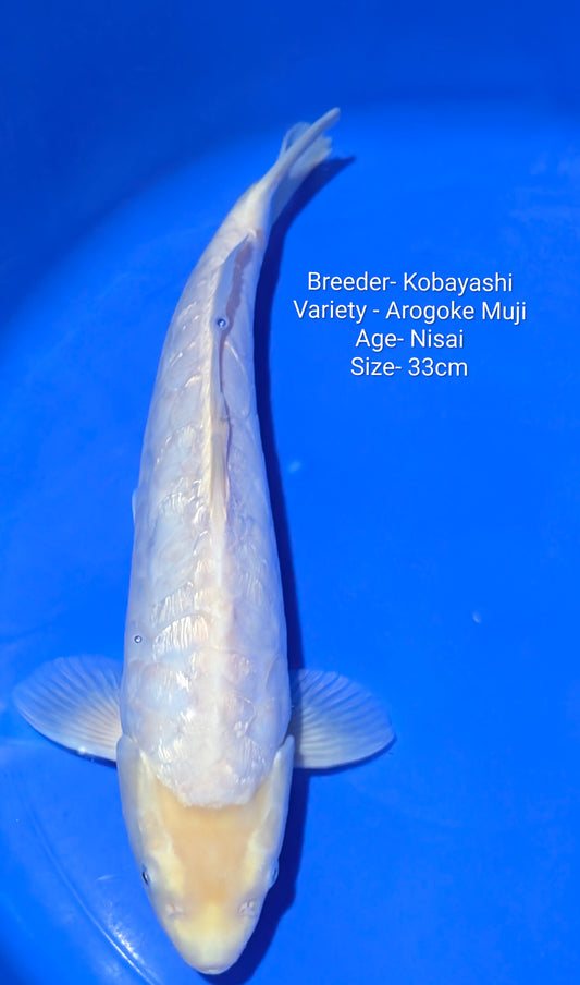 Kobayashi Arogoke Gin Rin Nisai 33cm Kobay06