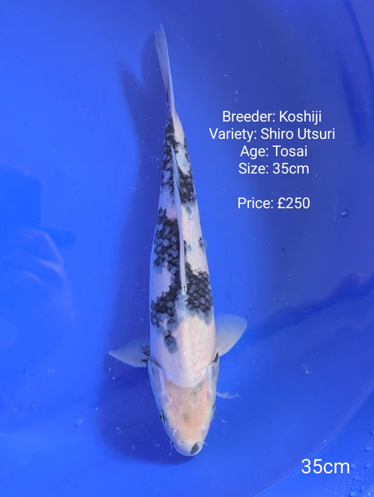 Koshiji Shiro Utsuri 35cm
