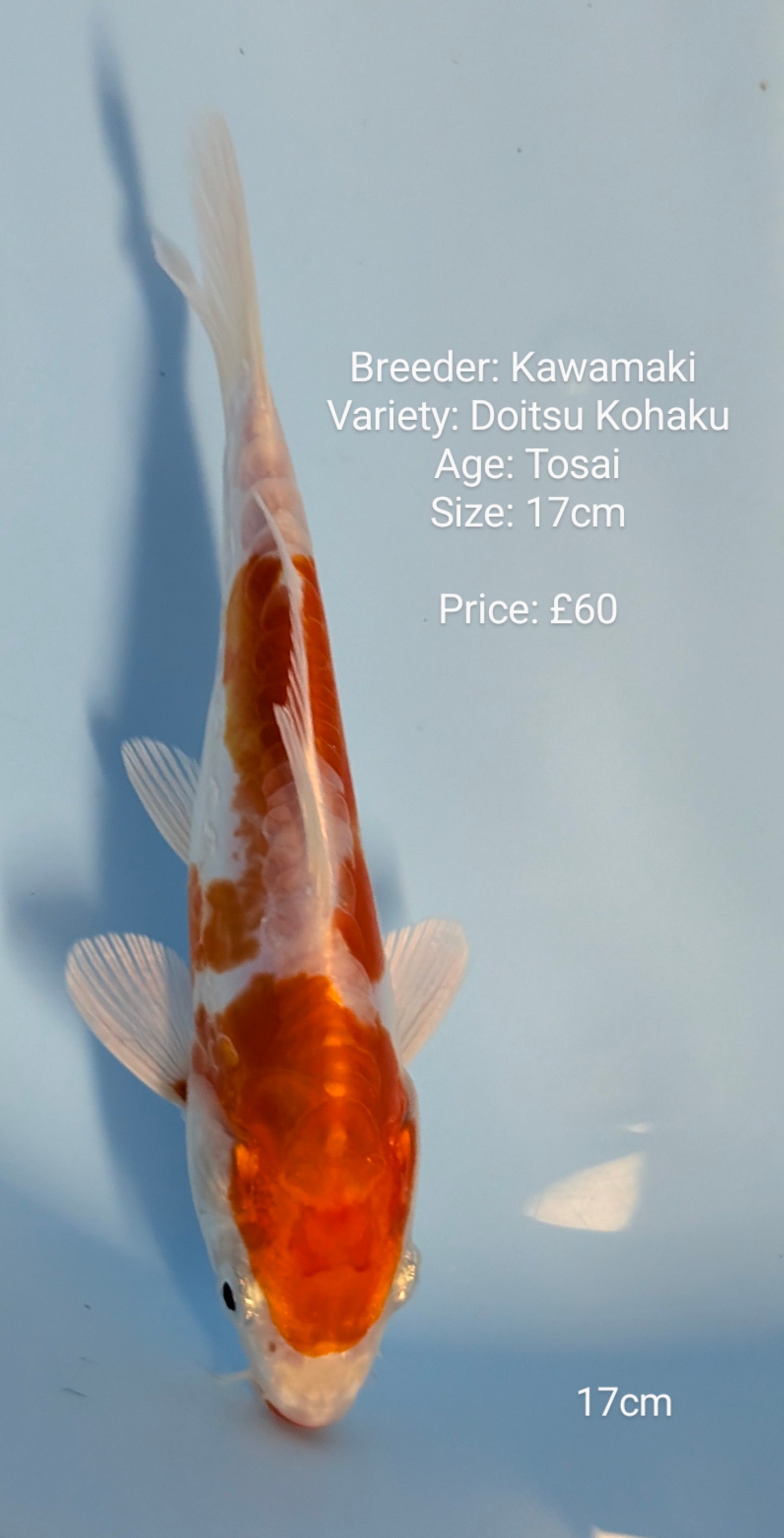 Kawamaki Doitsu Kohaku