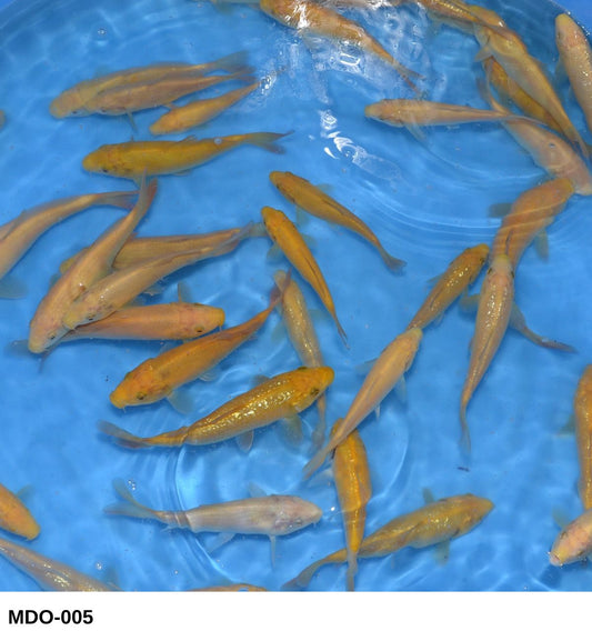 Marudo Gin Rin Karashigoi