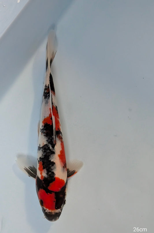 Dianichi Nisai Showa 26cm - D06
