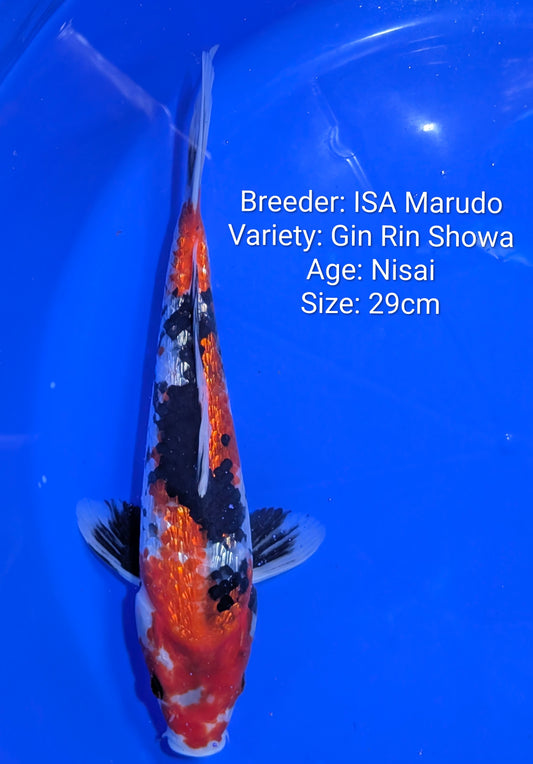 Raffle: Gin Rin Showa 29cm