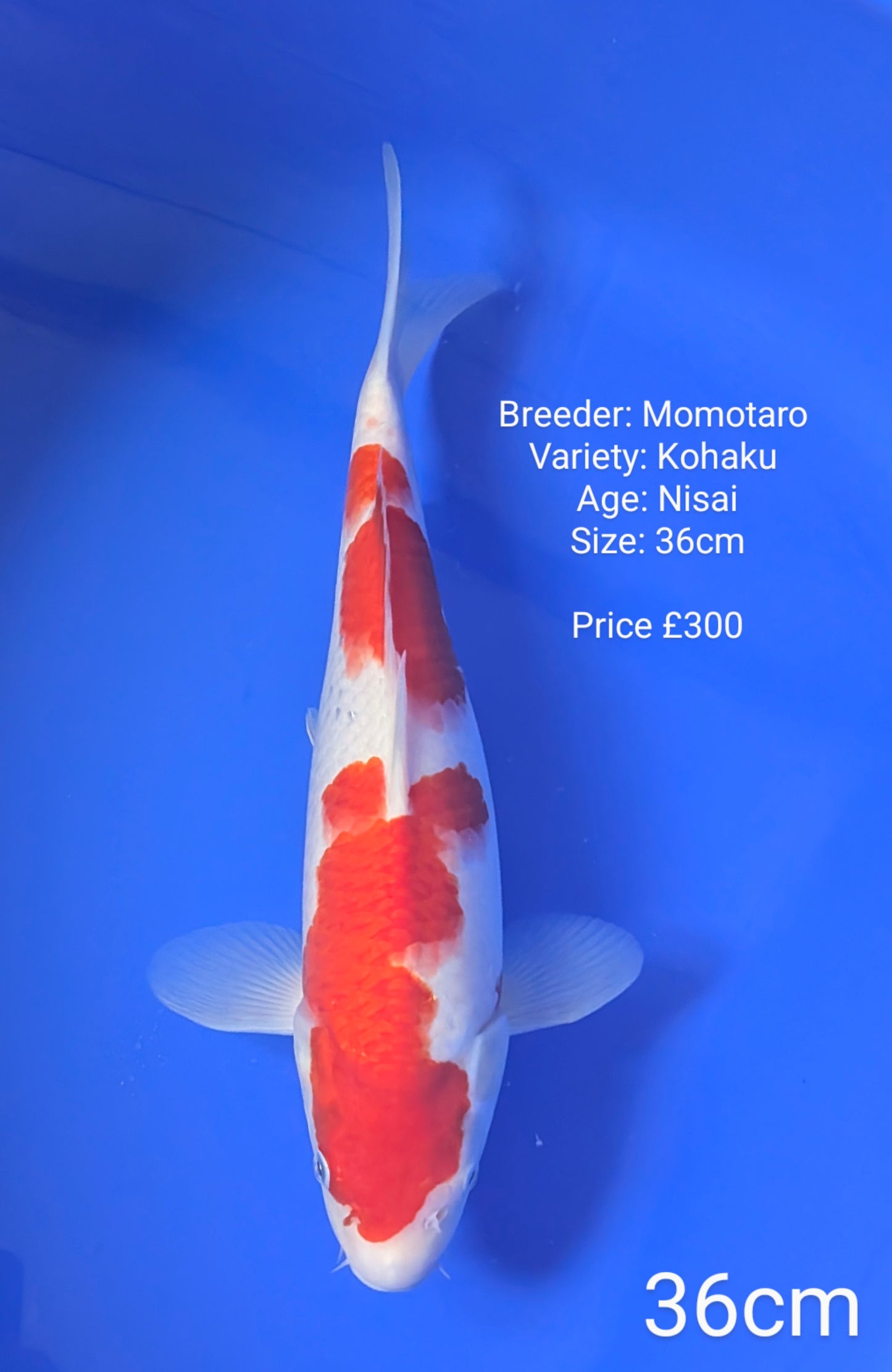 Momotaro Kohaku