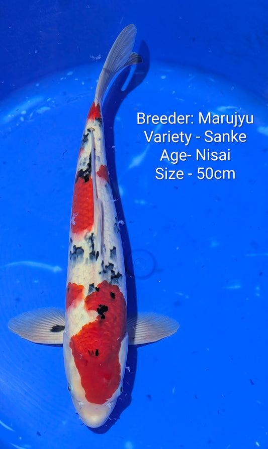 Marujyu Nisai Sanke 50cm Code Maruj05