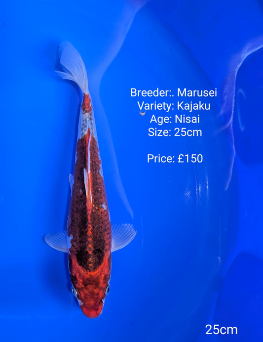 Marusei Kajaku 25cm (In QT,)