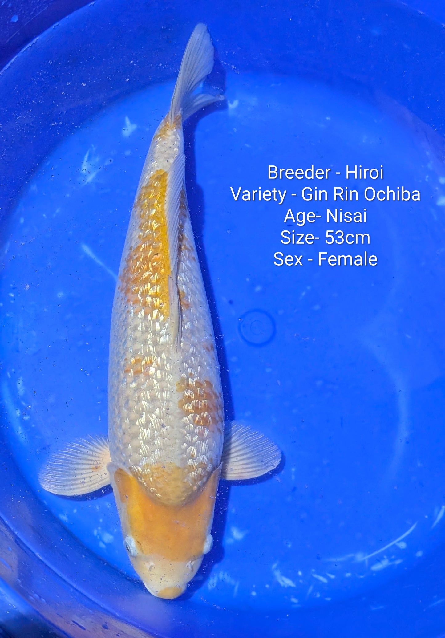 Hiroi Female Gin Rin Ochiba Nisai 53cm