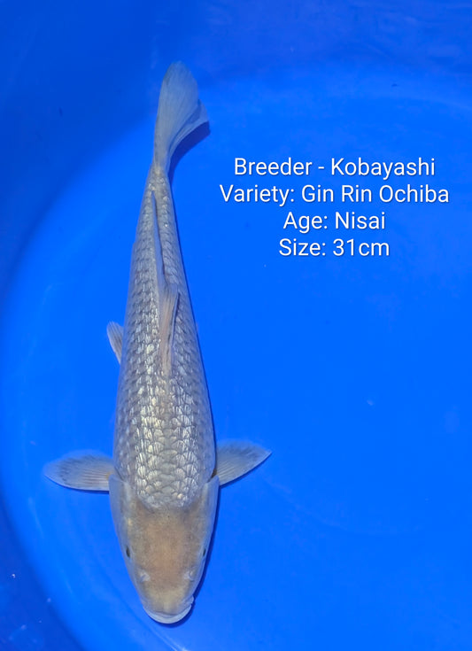 Kobayashi Gin Rin Ochiba 31cm Nisai Kobay11