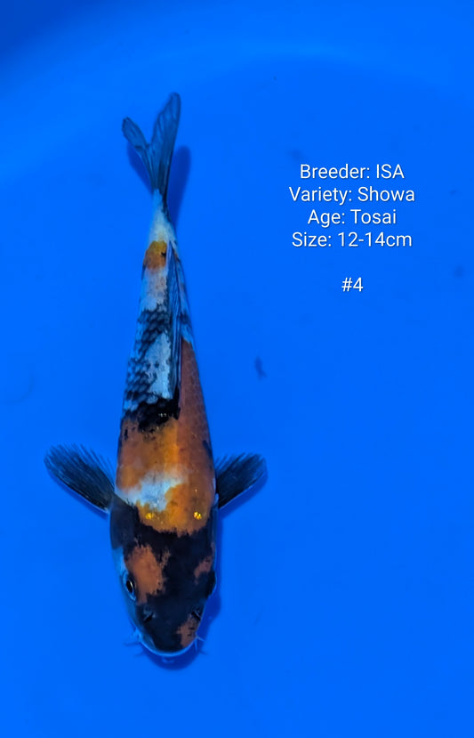 ISA SHOWA #4 GROW OUT