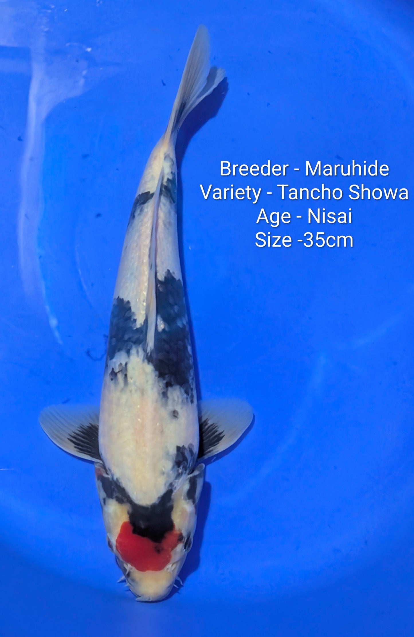 Maruhide Tancho Showa 35cm Code Maru05