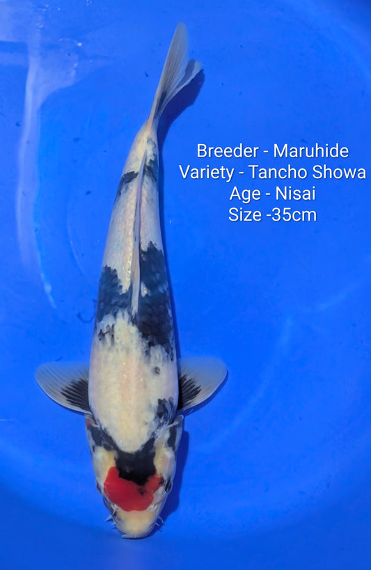 Maruhide Tancho Showa 35cm Code Maru05