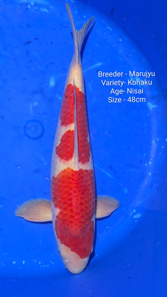 Marujyu Kohaku Nisai 48cm Code Maruj06