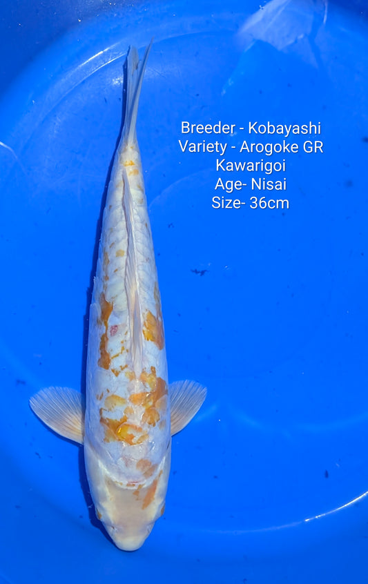 Kobayashi Arogoke Gin Rin Nisai 36cm Kobay02