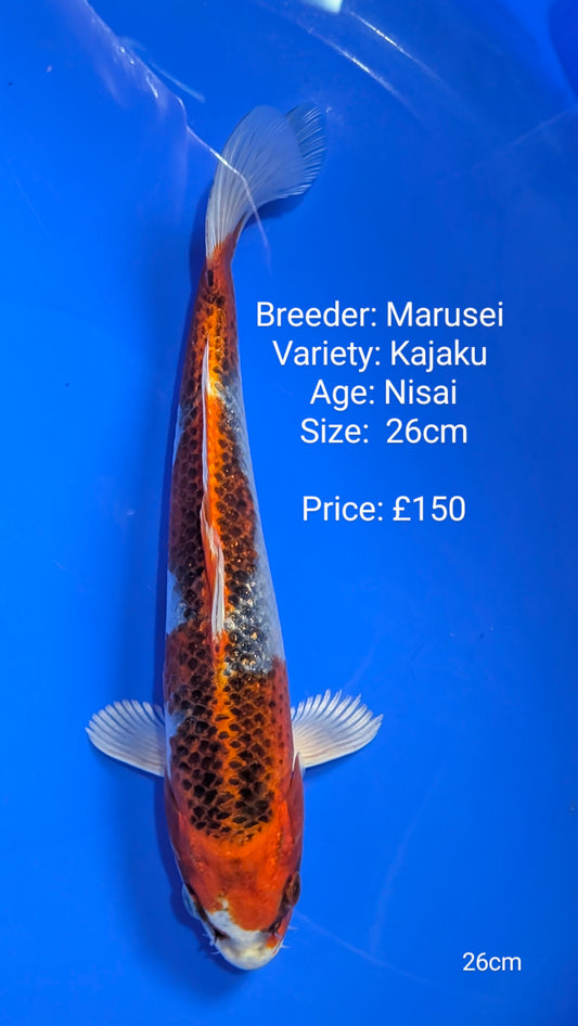 Marusei Kajaku 26cm (In QT)